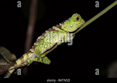 Chameleon (Gonocephalus chamaeleontinus Dragon des forêts), le parc national de Taman Negara, Malaisie Banque D'Images