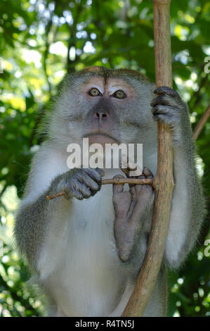Manger du crabe ou macaque macaque à longue queue (Macaca fascicularis) assis dans l'arbre, le parc national de Taman Negara, Malaisie Banque D'Images
