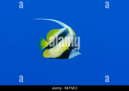 Pennant coralfish (Heniochus acuminatus) flottant dans l'eau bleu, mer Rouge, Sharm El Sheikh, Sinaï, Egypte Banque D'Images