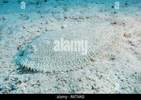 Mer Rouge Moïse seul (Pardachirus marmoratus) sur fond de sable, mer Rouge, Hurghada, péninsule du Sinaï, Égypte Banque D'Images