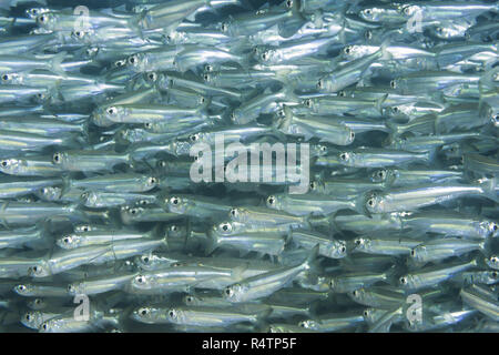 L'école de massive de poissons, poissons d'argent, Mer Rouge, Hurghada, Egypte Banque D'Images
