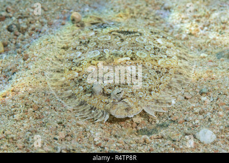 (Bothus pantherinus Leopard jaune) sur fond de sable, Mer Rouge, Hurghada, Egypte Banque D'Images