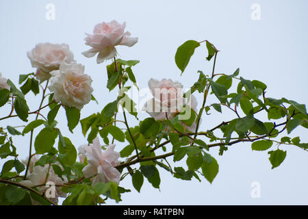 Fleurs rose clair de la divagation ou rosier grimpant 'Madame Alfred Carriére' contre le ciel bleu, vieux rose noisette produites par Schwartz, 1875 f sélectionné Banque D'Images