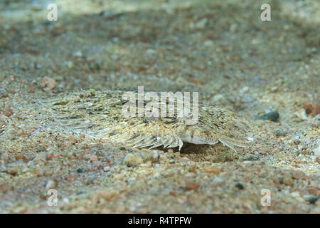 (Bothus pantherinus Leopard jaune) sur fond de sable, Mer Rouge, Hurghada, Egypte Banque D'Images