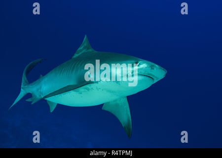 Requin tigre (Galeocerdo cuvier) nage dans l'eau bleue, Fuvahmulah, océan Indien, les Maldives Banque D'Images