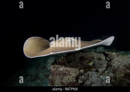 Whipray rose (Himantura fai) nage plus de récif dans la nuit, l'Océan Indien, les Maldives Banque D'Images