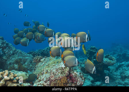 Banc de poissons, Pakistanais ou butterflyfishes Butterflyfishes Redtail (Chaetodon collare) nager sur les récifs coralliens, de l'Océan Indien Banque D'Images