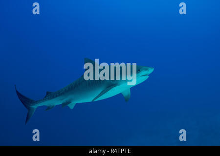 Requin tigre (Galeocerdo cuvier) nage dans l'eau bleue, Fuvahmulah Atoll, Maldives, océan Indien Banque D'Images