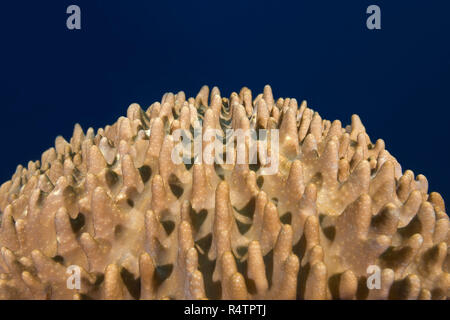 Corail cuir (Sinularia gibberosa), détail, de l'Océan Indien, les Maldives Banque D'Images