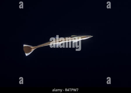 Poisson Remora, vivre ou sharksucker sharksucker (Echeneis naucrates mince) dans la nuit, l'Océan Indien, les Maldives Banque D'Images