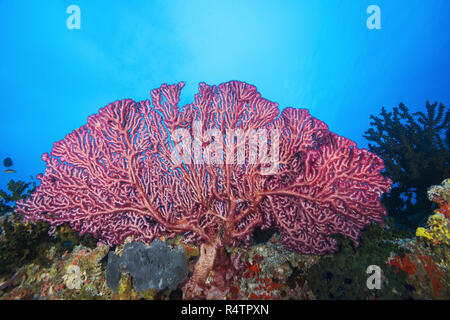 Cherry Blossom ou Corail Corail Mou'Godeffroy (Siphonogorgia godeffroyi), de l'Océan Indien, les Maldives Banque D'Images