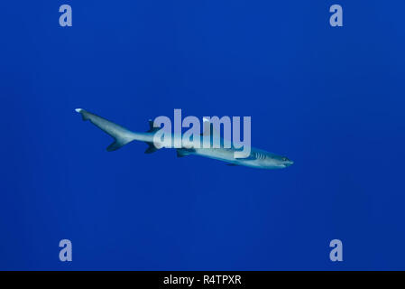 Whitetip reef shark (Triaenodon obesus) nage dans l'eau bleue, Fuvahmulah atoll, Maldives, océan Indien Banque D'Images