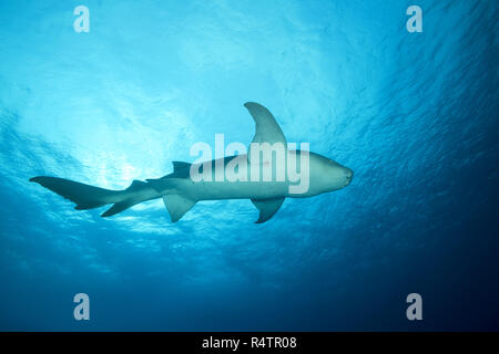 Requin nourrice fauve (Nebrius ferrugineus) nage dans l'eau, bleu océan Indo-pacifique, Maldives Banque D'Images