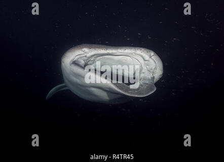 Portrait de l'animal Requin-baleine (Rhincodon typus) avec des blessures graves les plancton dans la nuit, l'Océan Indien Banque D'Images
