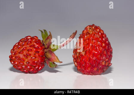 Les fraises des bois (Fragaria vesca), white background, studio shot Banque D'Images