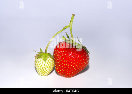 Fraises (Fragaria), verts et mûrs, white background, studio shot Banque D'Images