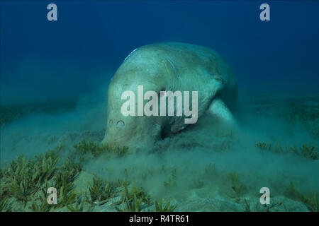 Sea Cow (Dugong dugon) manger de l'herbe de mer, Mer Rouge, Hermes Bay, Marsa Alam, Egypte Banque D'Images