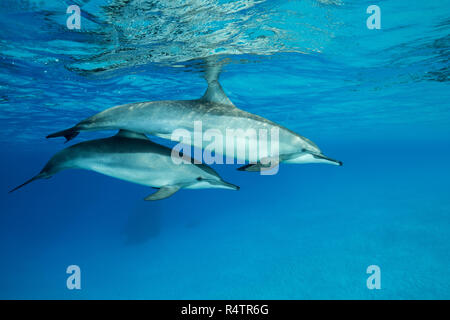 Deux dauphins (Stenella longirostris), avec de jeunes adultes à nager dans l'eau bleue qui se reflète sur la surface de la mer Rouge, Banque D'Images