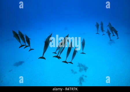 Trois groupe de Dauphins (Stenella longirostris) nage sur fond de sable, Mer Rouge, Sataya Reef, Marsa Alam, Egypte Banque D'Images