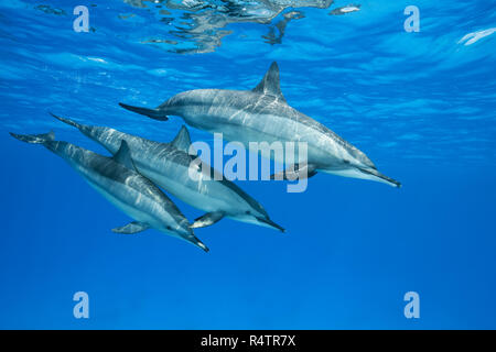 Dauphins (Stenella longirostris), femme avec deux dauphins nagent teeny dans l'eau bleu qui se reflète sur la surface Banque D'Images