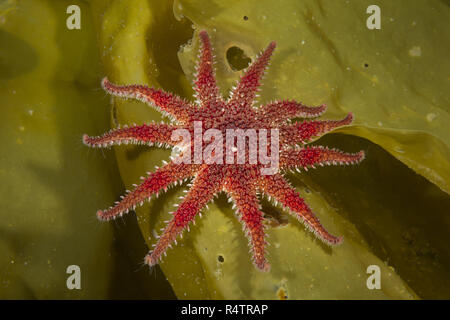 Crossaster papposus Sunstar (commune) sur laminaire (Laminaria), mer de Norvège, dans le Nord de l'Atlantique, Norvège Banque D'Images