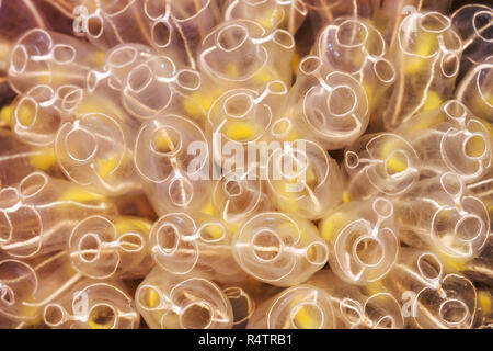 Colonie de l'ampoule (Clavelina lepadiformis sea squirt), mer de Norvège, dans le Nord de l'Atlantique, Norvège Banque D'Images