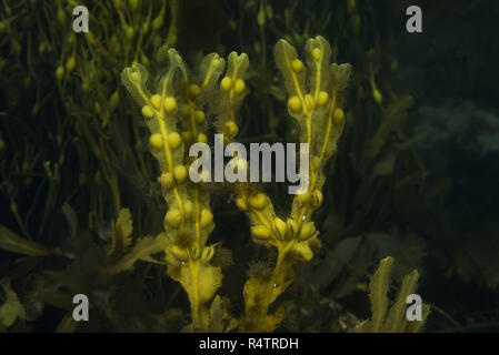 Les algues brunes (Fucus vesiculosus Fucus vésiculeux), mer de Norvège, dans le Nord de l'Atlantique, Norvège Banque D'Images