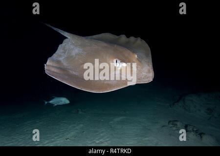 Whipray rose (Himantura fai) nager sur fond de sable dans la nuit, l'Océan Indien, les Maldives Banque D'Images