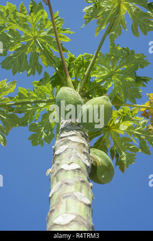 Les papayes, fruits ou de papaye la papaye (Carica papaya) growing on tree, ciel bleu, l'Égypte Banque D'Images