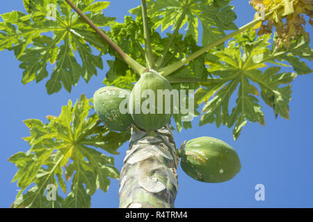 Les papayes, fruits ou de papaye la papaye (Carica papaya) growing on tree, ciel bleu, l'Égypte Banque D'Images