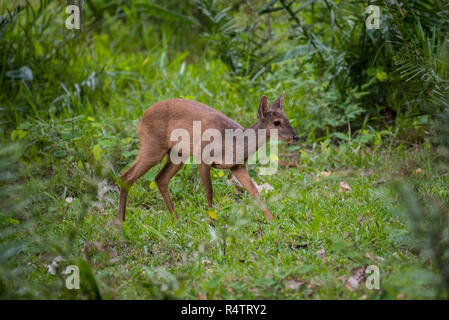 Brocket rouge (Mazama americana), la brousse, Pantanal, Mato Grosso do Sul, Brésil Banque D'Images