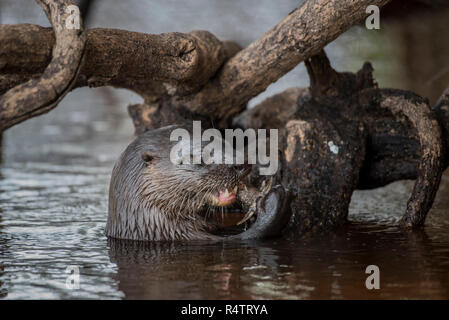 La loutre néotropicale (Lontra longicaudis) se nourrissent d'une racine d'arbre dans l'eau, Pantanal, Mato Grosso do Sul, Brésil Banque D'Images