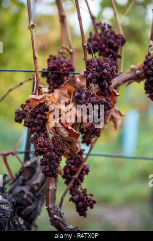 Les raisins sur une vigne à la fin du mois d'octobre près de la Vienne Kahlenberg Banque D'Images