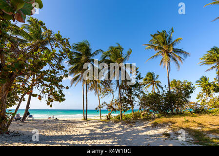 Palmiers sur une plage tropicale contre le ciel bleu. Paysage des Caraïbes à Varadero, près de La Havane, de la côte nord de Cuba. Banque D'Images