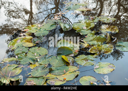 Nymphaeaceae, eau de nénuphars dans un étang avec des réflexions. Dorset, UK Banque D'Images