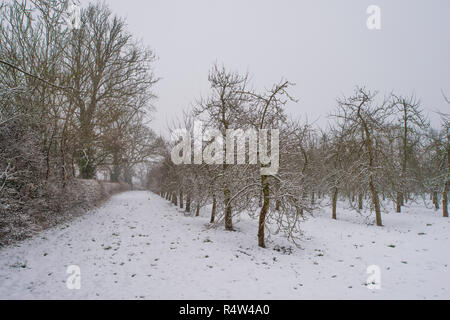 Neige Thatchers, de cidre de verger, 18 mars 2018 Banque D'Images