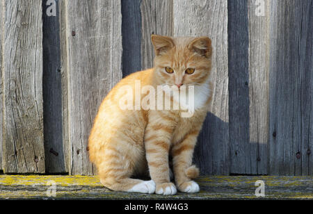 Ginger tabby cat Banque D'Images