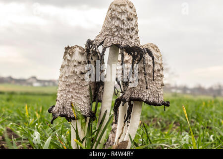 Champignon comestible ,croissant sur le terrain - le cap d'encre hirsute,avocat,ou la perruque de Shaggy mane.Coprinus comatus.jambes blanches et white caps est recouverte d'écailles. Banque D'Images