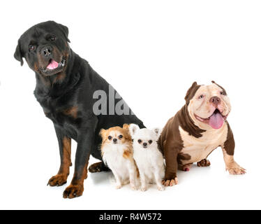 American bully, Chihuahua et rottweiler in front of white background Banque D'Images