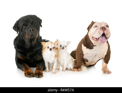 American bully, Chihuahua et rottweiler in front of white background Banque D'Images