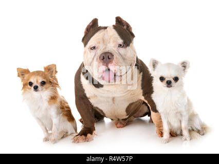 American bully et chis in front of white background Banque D'Images