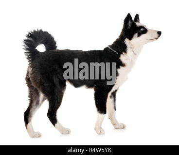 Les jeunes Yakutian Laika in front of white background Banque D'Images