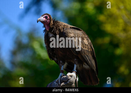 Hooded vulture (necrosyrtes monachus) à vol d'oiseaux de proie affichage à Blair Drummond Safari Park, près de Stirling, Scotland, UK Banque D'Images