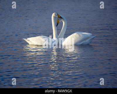 Couple de cygnes chanteurs blancs Cygnus cygnus sur le lac Banque D'Images