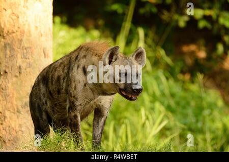 Belle hyènes (Hyaena hyaena) à sa proie Banque D'Images