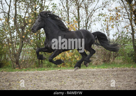Étalon frison parfaite exécution sur le sable en automne Banque D'Images