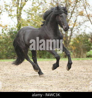 Belle black friesian stallion tournant sur le sable en automne Banque D'Images