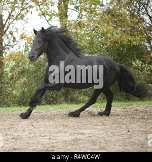 Belle black friesian stallion tournant sur le sable en automne Banque D'Images