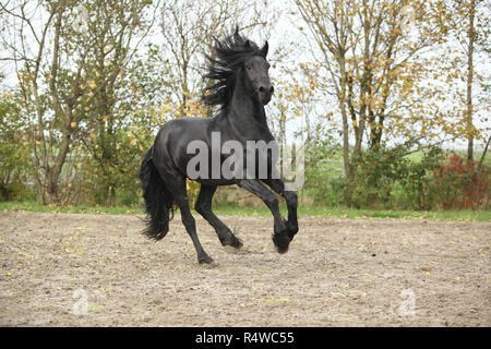 Belle black étalon frison galoper sur le sable en automne Banque D'Images
