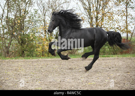 Belle black friesian stallion tournant sur le sable en automne Banque D'Images